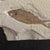2020s Fossilized Knightia Eocaena From the Green River Formation With Coa and Stand For Sale - Image 5 of 5