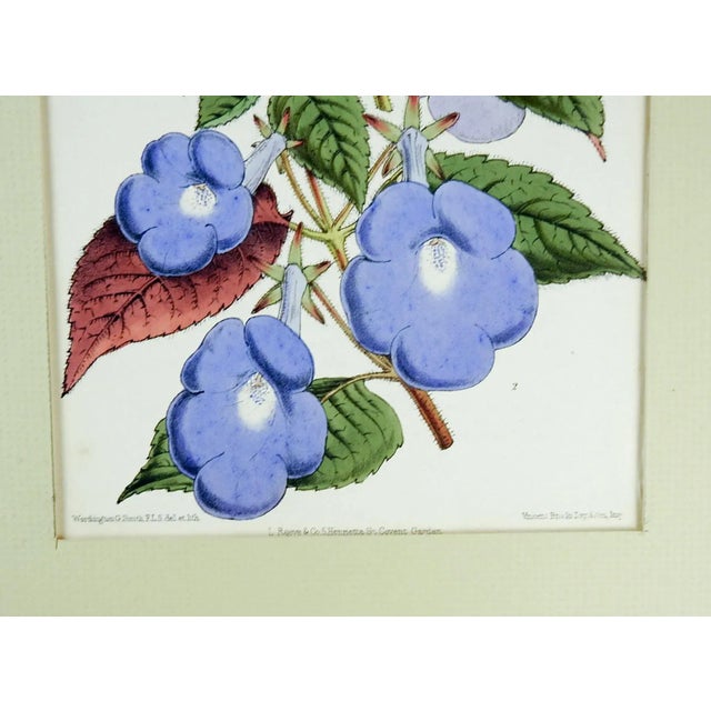 Chromolithograph on paper botanical of lavender flowers. Published by Worthington Smith and Reeves & Co. London, circa...