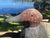 Early 20th Century Hand-Carved Duck Decoy Lamps With Custom Ticking Stripe Shades – Pair For Sale - Image 9 of 17