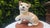 Vintage Porcelain Lion Figurine, 1960s For Sale - Image 10 of 10