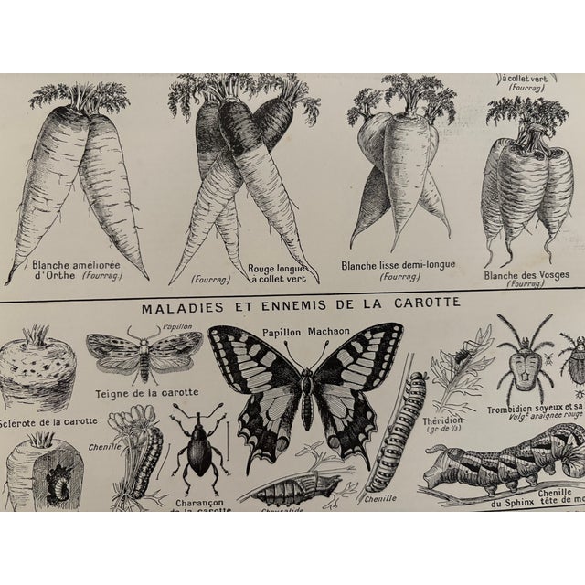 Plate illustrated in black and white on the main varieties of carrots, taken from an old encyclopedia from the 20th...