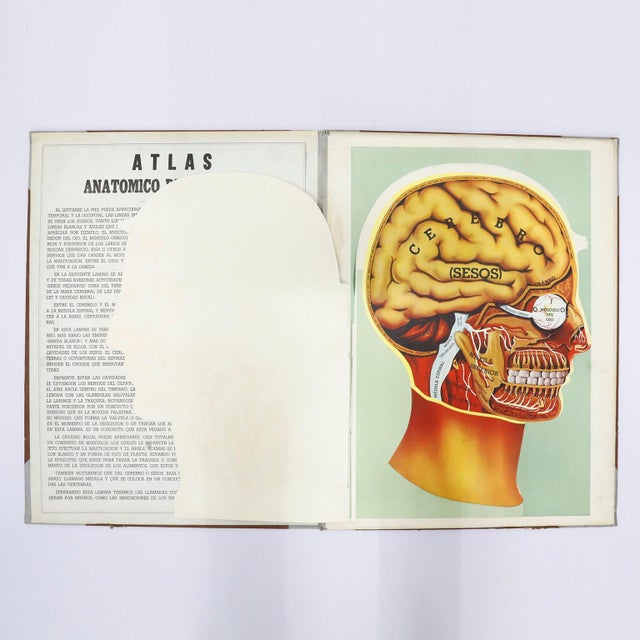 Circa 1950. We offer this Original Vintage Medical Prints, Head and Torso.