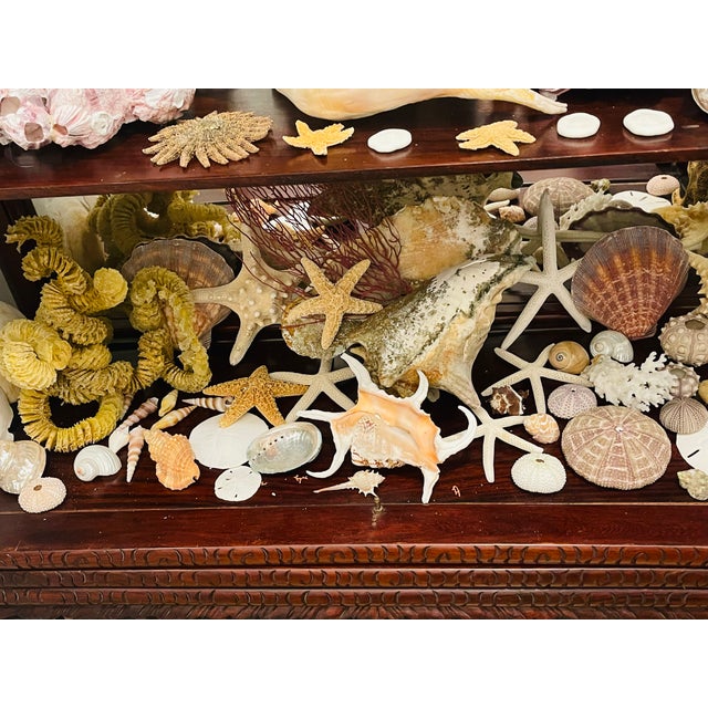 1900-1909 Great Seaworld Sea Shells Specimens Collection in Chinese Chinoiserie Rosewood Carved Vitrine For Sale - Image 14 of 14
