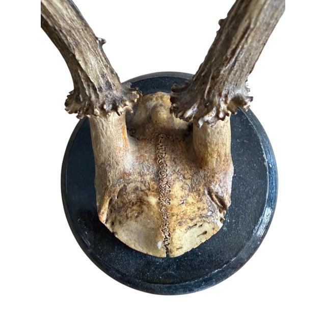 Roe Deer Trophy 127 Black Foret Antlers For Sale - Image 4 of 5