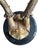 Roe Deer Trophy 127 Black Foret Antlers For Sale - Image 4 of 5
