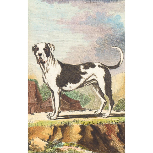 This charming hand-colored 1758 engraving is one of the oldest available prints of a dog. Taken from the 10th volume...