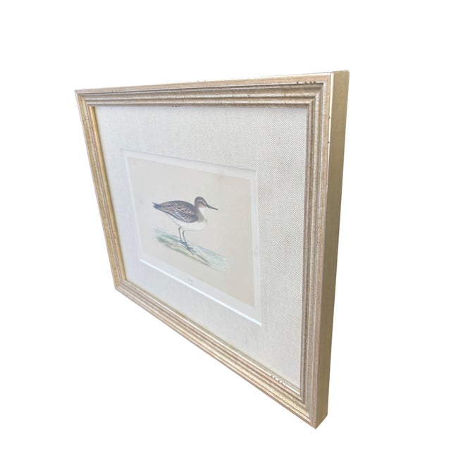 19th Century English Bird Engravings by Alexander Francis Lydon, Set 12 For Sale - Image 14 of 18