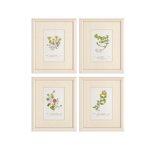 Set of Four Antique Alpine Botanical Chromolithographs in Custom Frames Circa 1909 Set B For Sale