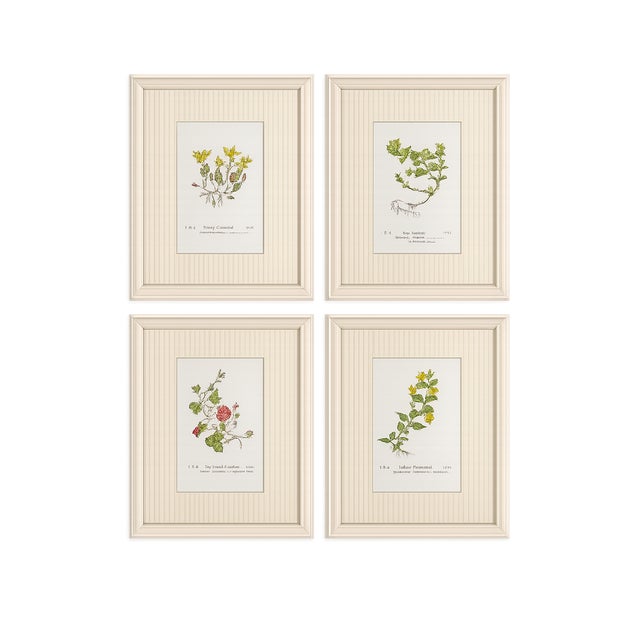 Set of Four Antique Alpine Botanical Chromolithographs in Custom Frames Circa 1909 Set B For Sale