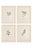 Set of Four Antique Alpine Botanical Chromolithographs in Custom Frames Circa 1909 Set B For Sale