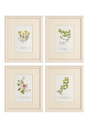 Set of Four Antique Alpine Botanical Chromolithographs in Custom Frames Circa 1909 Set B