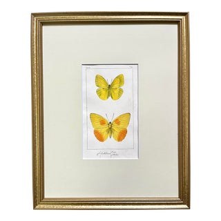 Antique Original French Butterfly Print Hand Color Paris 1835 by Lucas For Sale