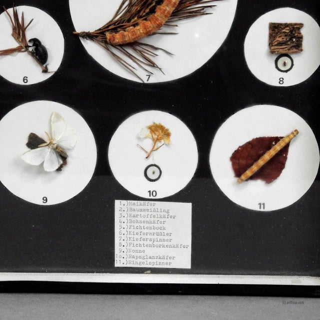 A Great Vintage School Teaching Display Vermins in the Garden and Forest For Sale - Image 4 of 6