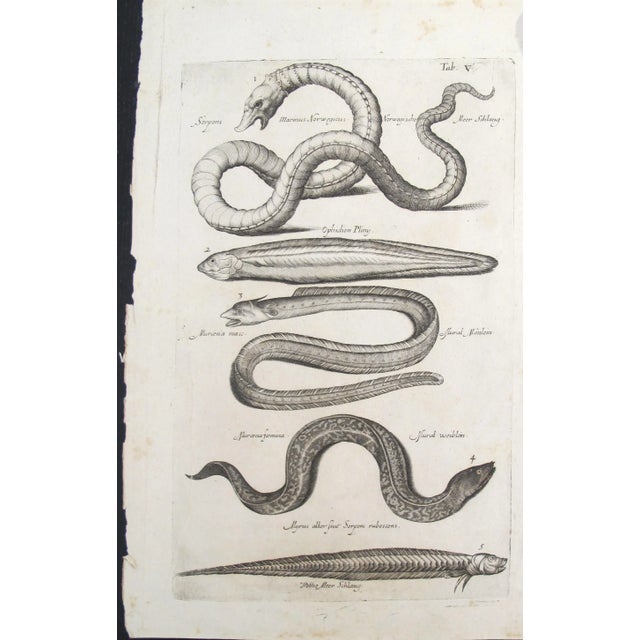 Figurative 17th Century Italian Vintage Sea Serpent and Eel Book Page, Colored Steel Engraving For Sale - Image 3 of 3