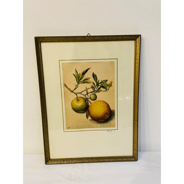 Framed and printed lithograph by Georg Flegel (published between 1563-1638) Title: Branch with bitter oranges printed by...