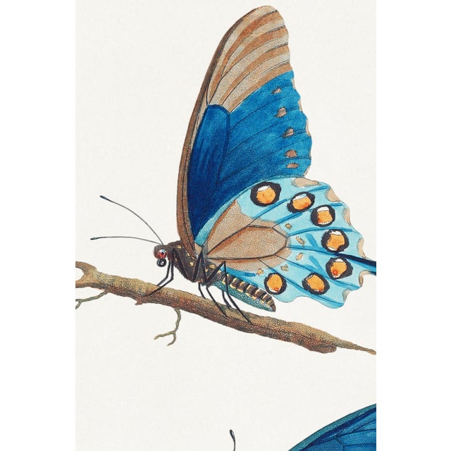 Butterfly illustration by Thomas Say, antique insect artwork from American Entomology (ca. 1824–1828), available as a 24"...
