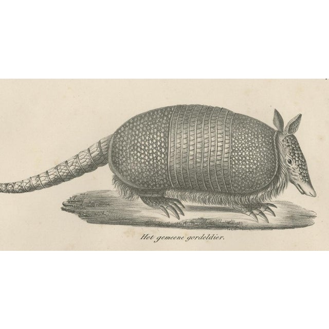 Antique Armadillo, Pangolin & Anteater Lithographs – Brodtmann c.1830 This striking pair of early 19th-century zoological...