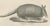 Antique Armadillo, Pangolin & Anteater Lithographs – Brodtmann c.1830 This striking pair of early 19th-century zoological...