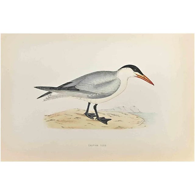 Caspian Tern is a modern artwork realized in 1870 by the British artist Alexander Francis Lydon (1836-1917) . Woodcut...