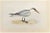Caspian Tern is a modern artwork realized in 1870 by the British artist Alexander Francis Lydon (1836-1917) . Woodcut...