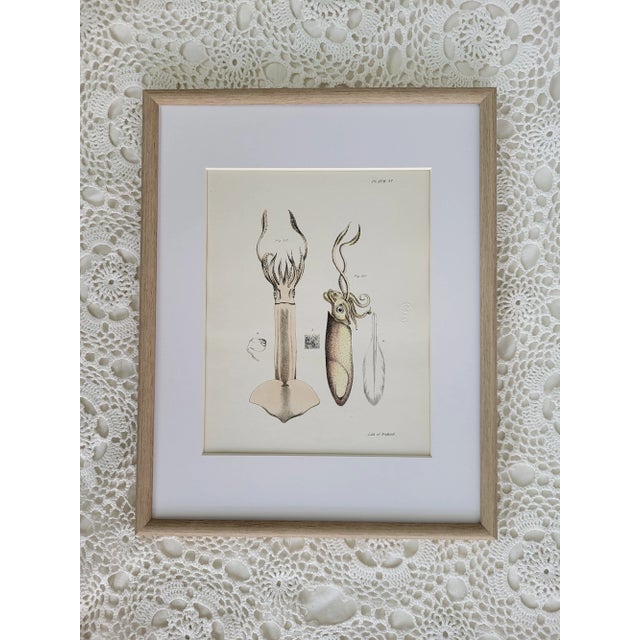 Printmaking Materials 1840s Antique Hand Colored Squid Lithograph by Lith of Endicott, New York For Sale - Image 7 of 8