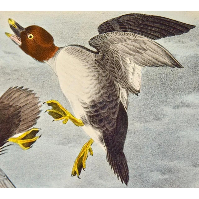Audubon Golden Eye Duck: An Original 1st Edition Hand Colored Audubon Bird Lithograph, 1840 For Sale - Image 4 of 6