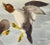 Audubon Golden Eye Duck: An Original 1st Edition Hand Colored Audubon Bird Lithograph, 1840 For Sale - Image 4 of 6