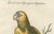 Leitner, The Great Green Parrot of the West Indies, 1770s, Hand-Coloured Engraving For Sale - Image 5 of 10