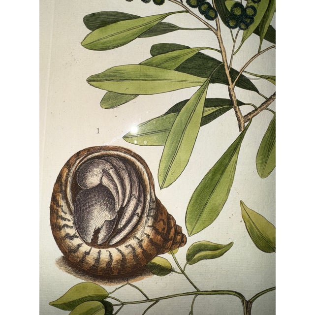 Mark Catesby (English, 1679–1749), hand colored copper plate engraving titled “The Sea Hermit Crab, Frutex,” Plate 33 from...