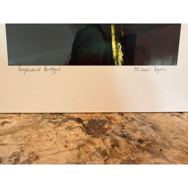 Michael Fogden Signed “Resplendent Quetzal” Costa Rica Wildlife Photograph, 11” × 14” Matted For Sale - Image 10 of 11