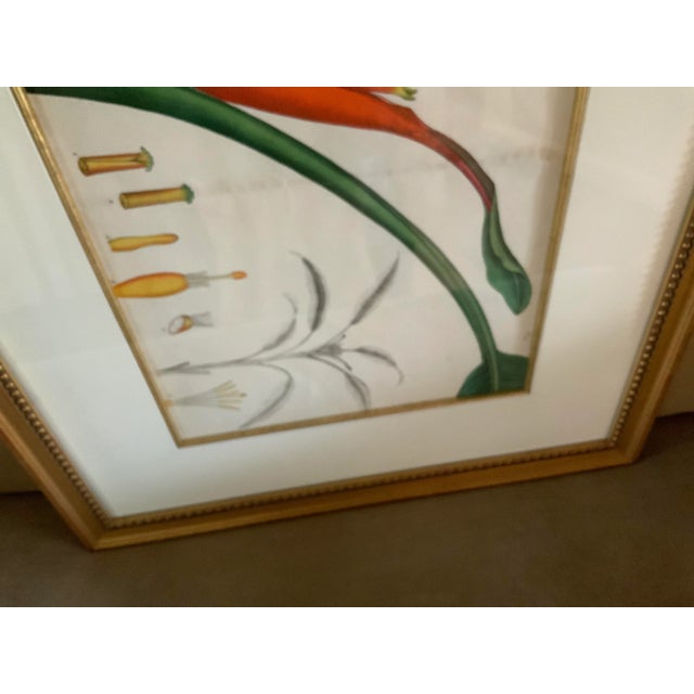 Double Matted Framed Botanical Illustration of Strelitziareginea – Bird of Paradise Crane Flower For Sale - Image 4 of 8