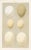 Original chromolithograph print from a folio featuring the eggs of British birds. Shown on this richly colored antique...