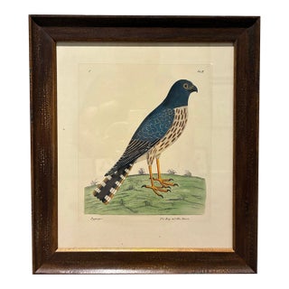 Vintage Ringtail Hen Harrier Natural History Bird Print in Dark Wood Frame For Sale