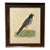 Vintage Ringtail Hen Harrier Natural History Bird Print in Dark Wood Frame For Sale