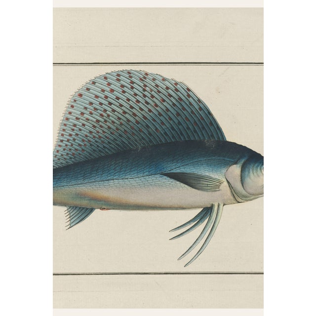 Illustration Atlantic Sailfish, Vintage Fish Art Print Reproduction, 30" X 20" For Sale - Image 3 of 10