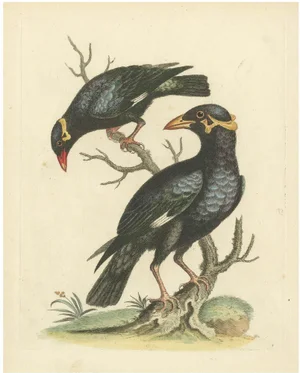 The Greater and Lesser Mino by George Edwards: Hill Mynas (Gracula Sp.)