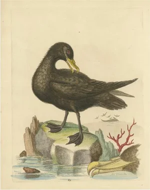 Great Black Petrel, Paper