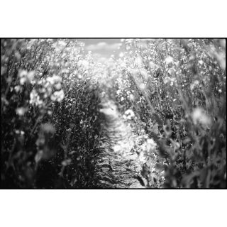 Paul Cooklin, Rapeseed, Photograph For Sale