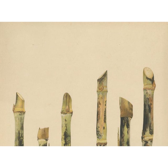 Late 19th Century Sugarcane, 1892, Paper For Sale - Image 5 of 10