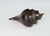 Mid 20th Century Carved and Polished Rosewood Conch Shell For Sale - Image 4 of 13