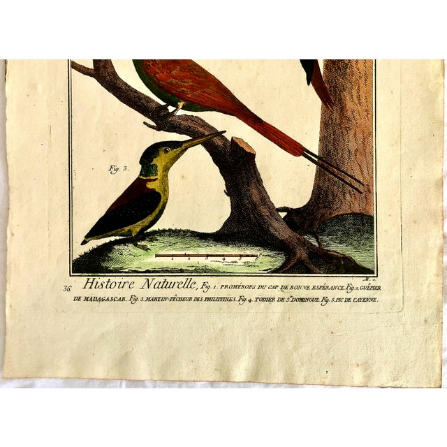 18th-Century Pair of French Hand-Colored Copperplate Engravings of Exotic Birds, by François-Nicolas Martinet For Sale - Image 10 of 18
