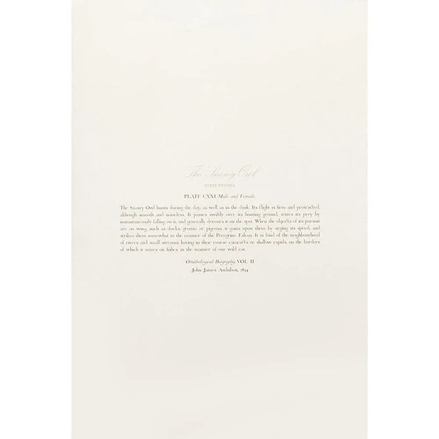 Printmaking Materials 1990s Snowy Owls After Audubon, Large Cottage Style Print For Sale - Image 7 of 10