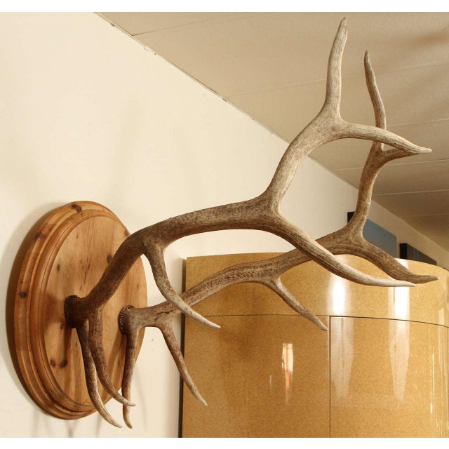 Brown Pair of Elk Antlers Mounted on Pine For Sale - Image 8 of 9