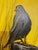 Modern "Pigeon at Sunrise" Animal Acrylic Painting on Yellow Background by Ian McCaine For Sale - Image 3 of 5