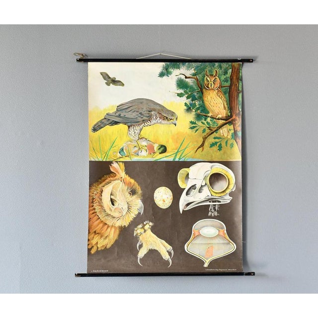 Birds of Prey Wall Chart by Jung Koch Quentell, 1960s For Sale - Image 9 of 9