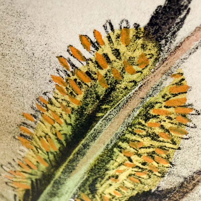 19th-Century John Gould Kingfisher Bird Lithograph | Original Hand-Colored Natural History Print For Sale In Columbus - Image 6 of 12