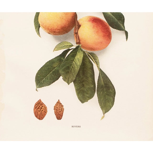 1900s U. P. Hedrick, Original Antique Photogravure of Rivers Peaches For Sale - Image 4 of 7
