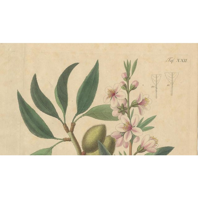 Amygdalus Communis, 1800s, Paper For Sale - Image 3 of 10