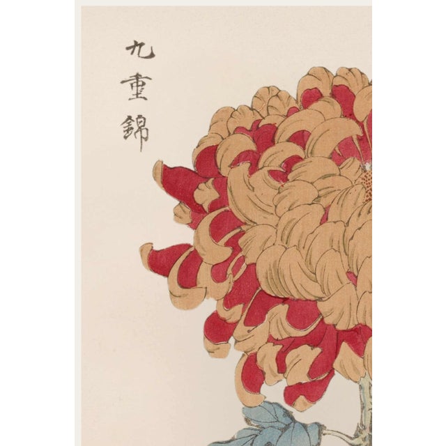 Red Chrysanthemum Giclée, Vintage Japanese Botanical Art Print Originally created as Plate 5 from Keika Hyakugiku (One...