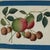 William IV Set of Nine Antique Chinese Botanical Fruit Paintings on Pith Paper For Sale - Image 3 of 18